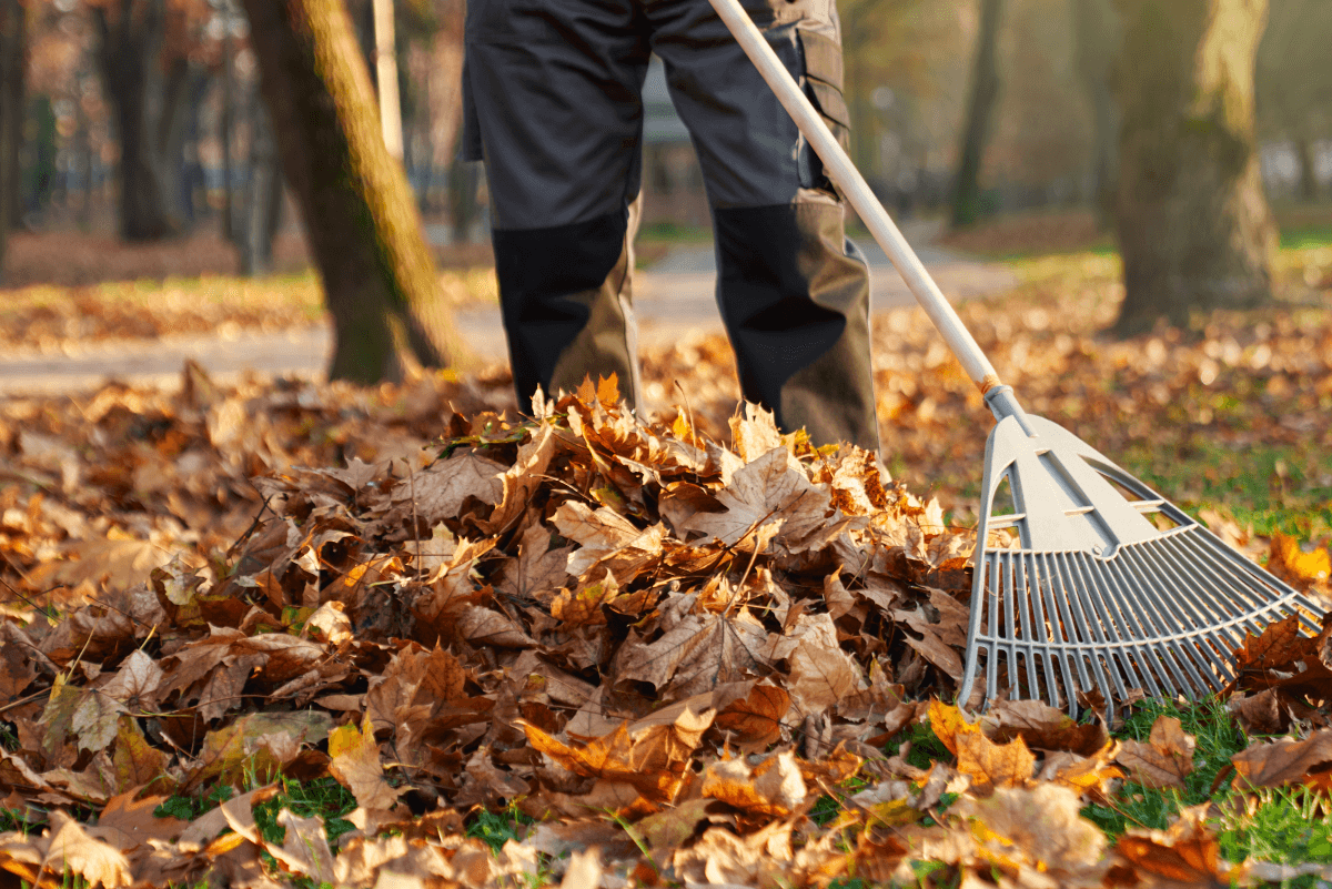 Leaf Removal example 2